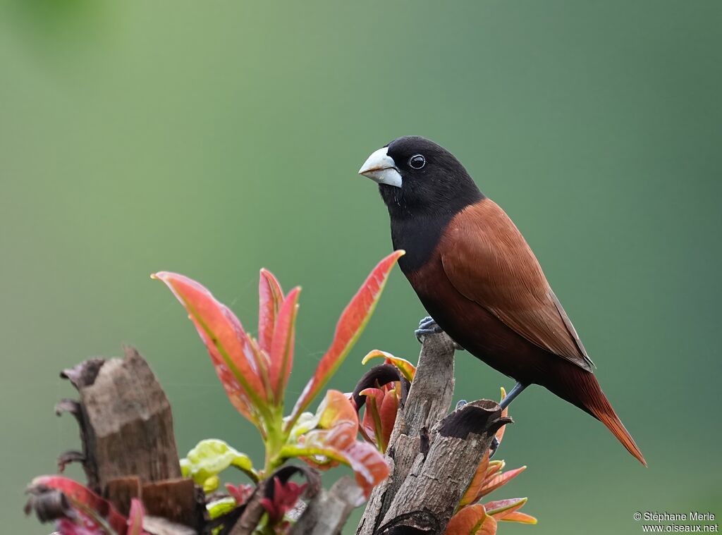 Capucin à tête noire