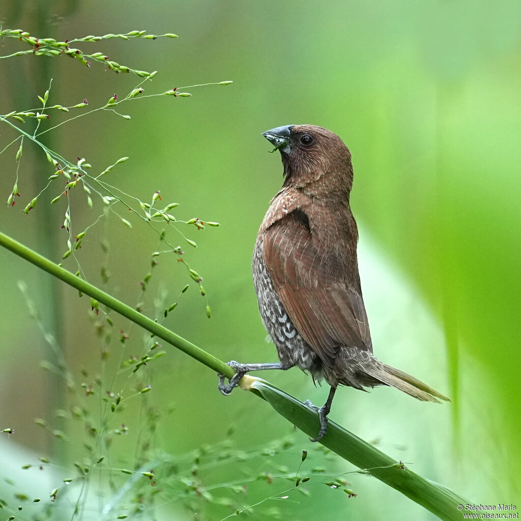 Capucin damieradulte