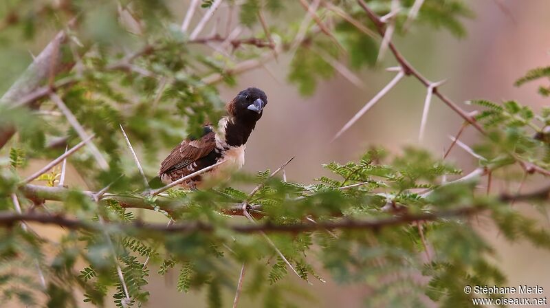 Bronze Mannikin male adult