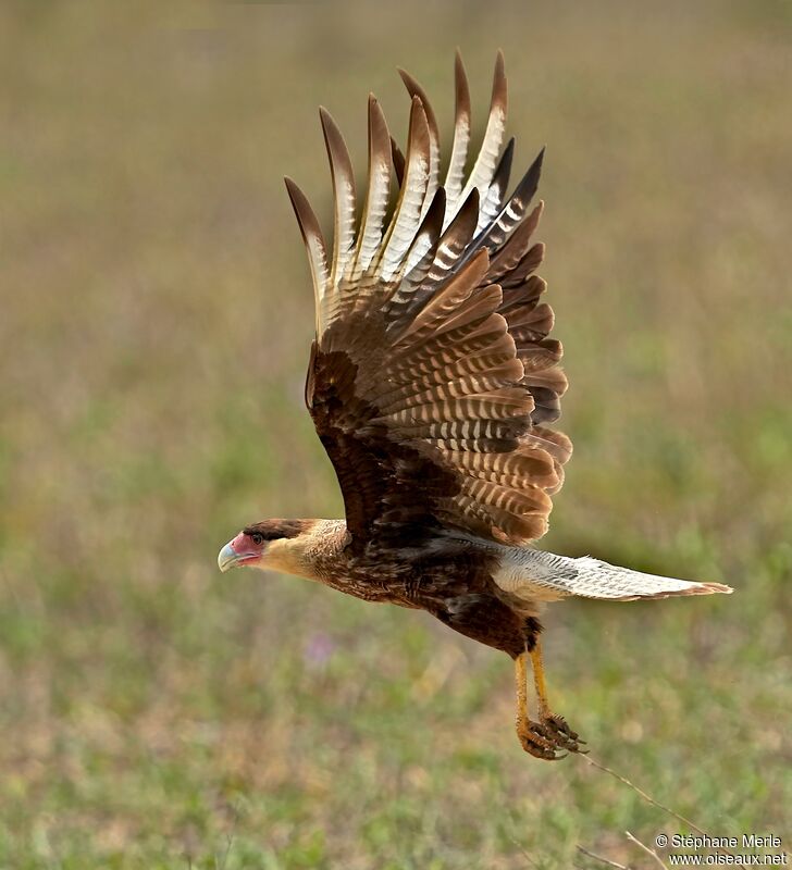 Crested Caracaraadult