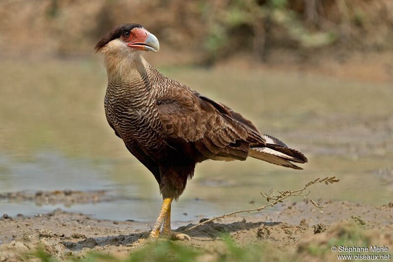 Caracara huppéadulte