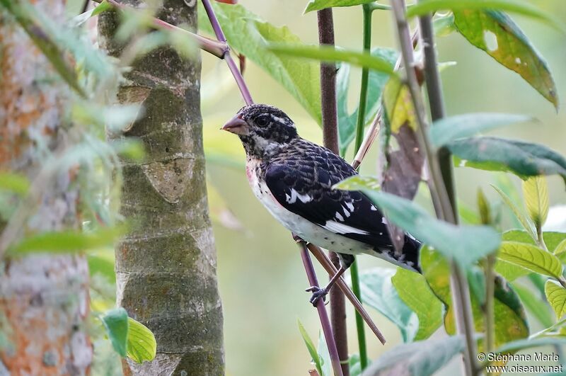 Rose-breasted Grosbeak