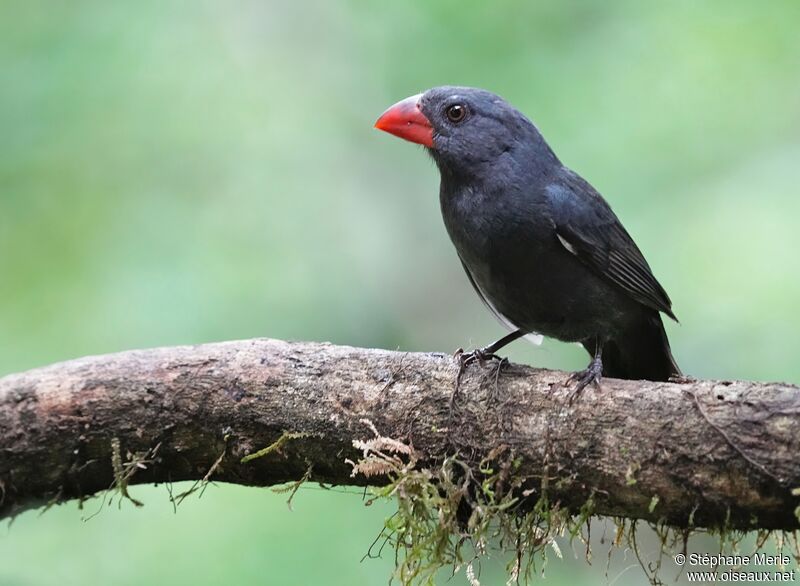 Black-throated Grosbeakadult