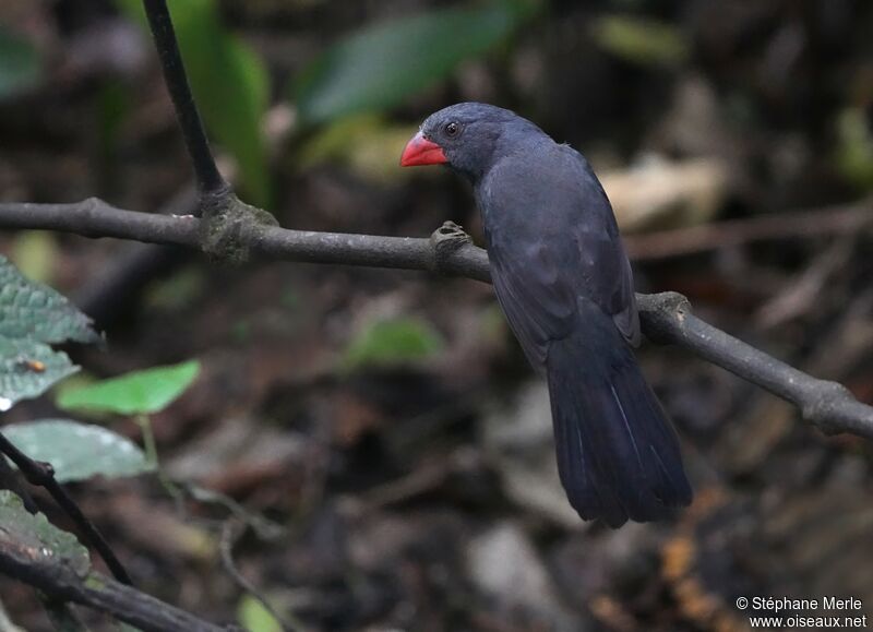 Black-throated Grosbeak