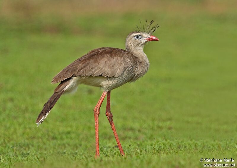 Cariama huppéadulte