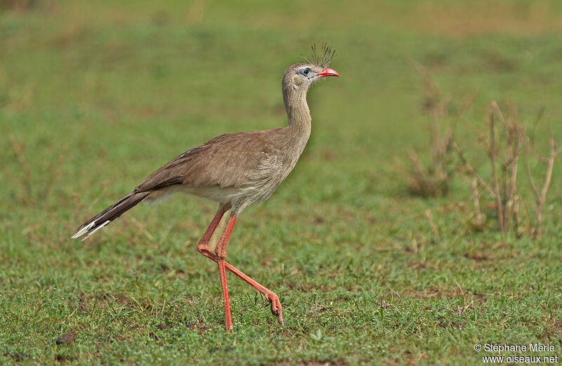 Cariama huppéadulte