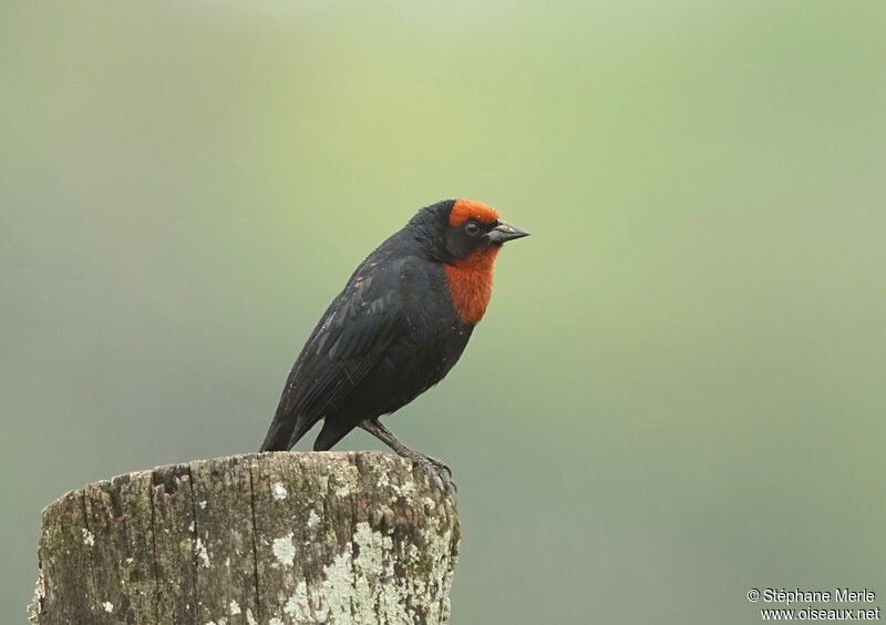 Chestnut-capped Blackbird male adult