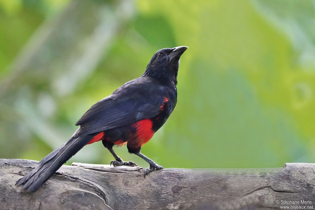 Red-bellied Grackle