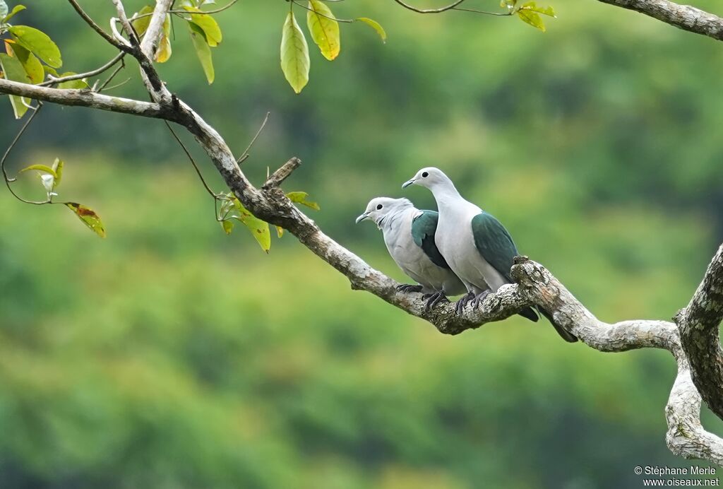 Carpophage paulineadulte