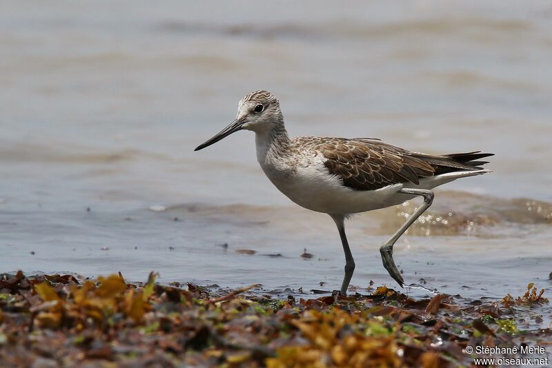 Common Greenshankadult