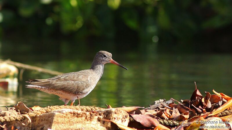 Common Redshank