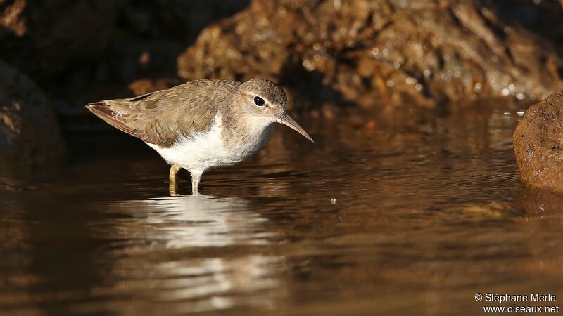 Spotted Sandpiperadult post breeding