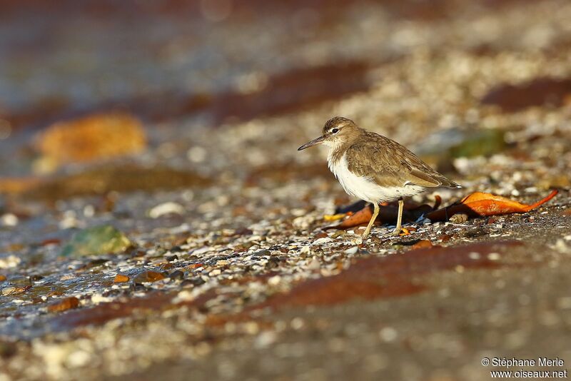 Spotted Sandpiperadult