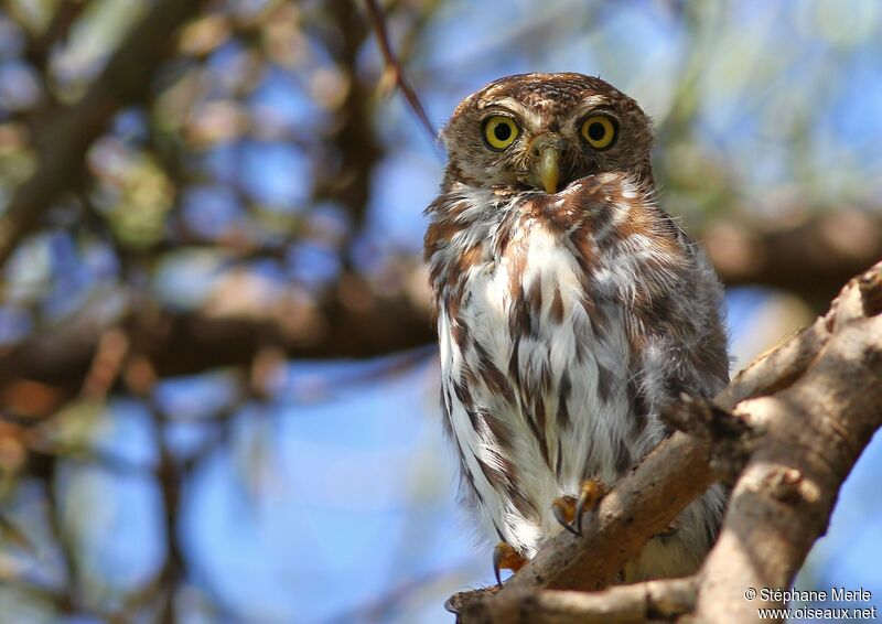 Pearl-spotted Owletadult