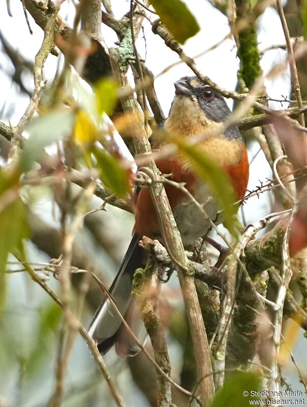 Buff-throated Warbling Finchadult