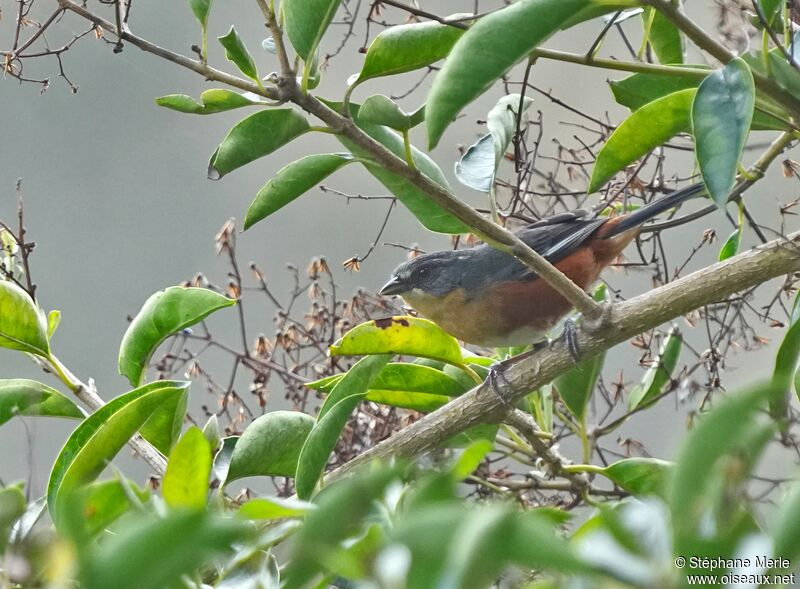 Buff-throated Warbling Finchadult