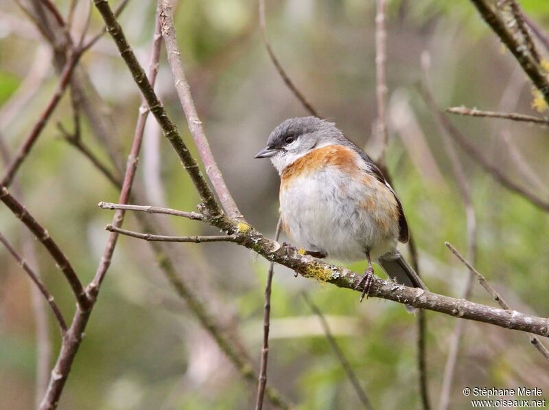 Bay-chested Warbling Finchadult