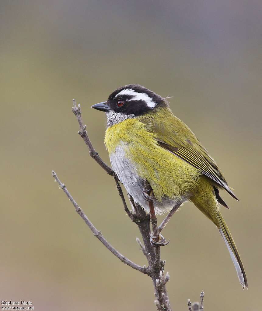 Sooty-capped Chlorospingus
