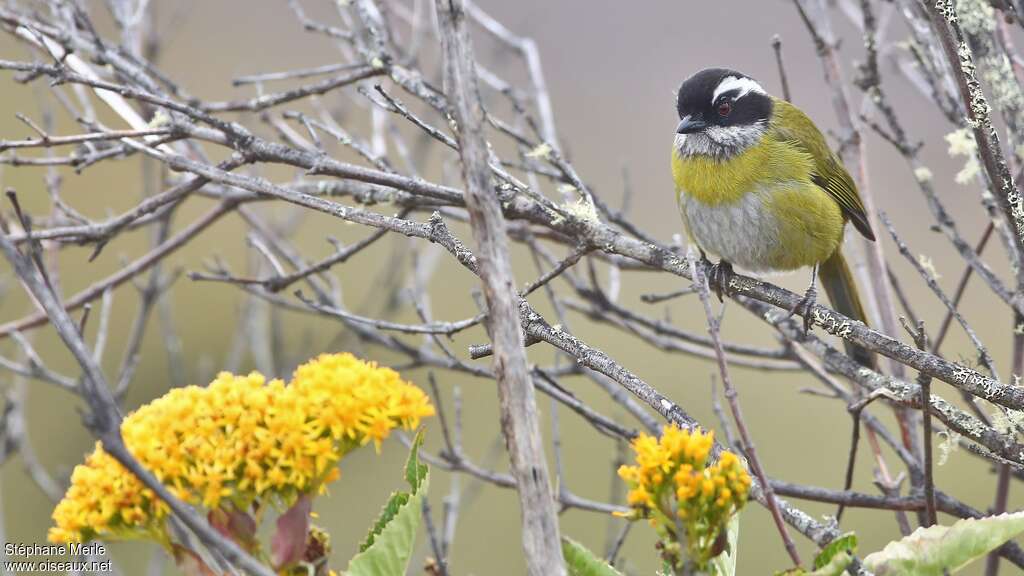 Sooty-capped Chlorospingus