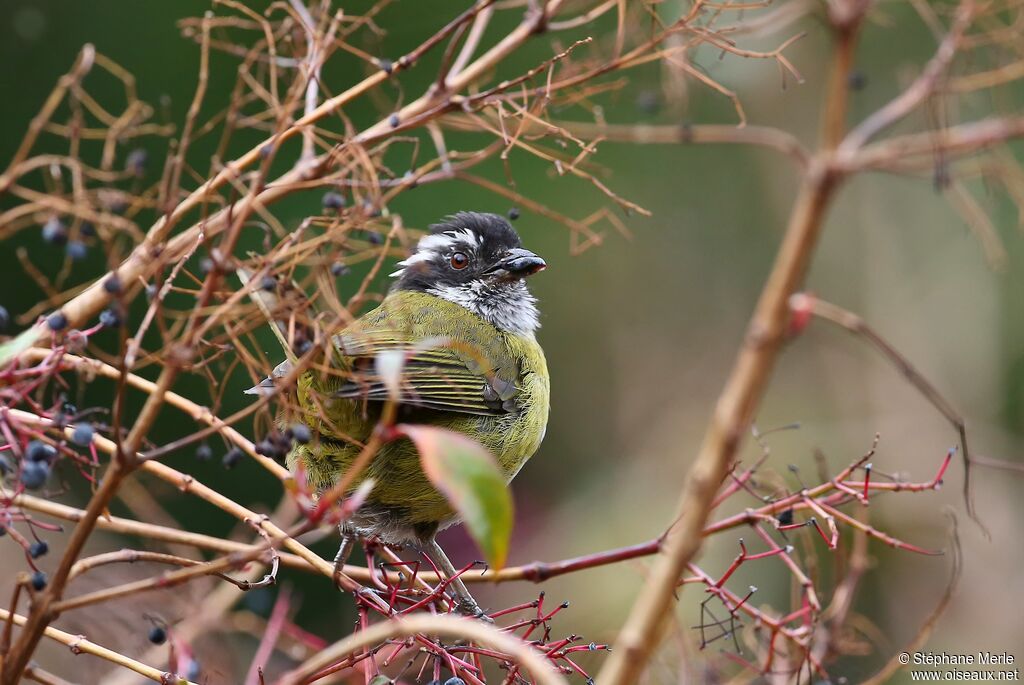 Sooty-capped Chlorospingus