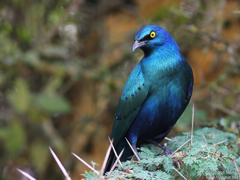 Greater Blue-eared Starlingadult