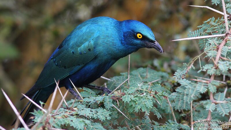 Greater Blue-eared Starlingadult