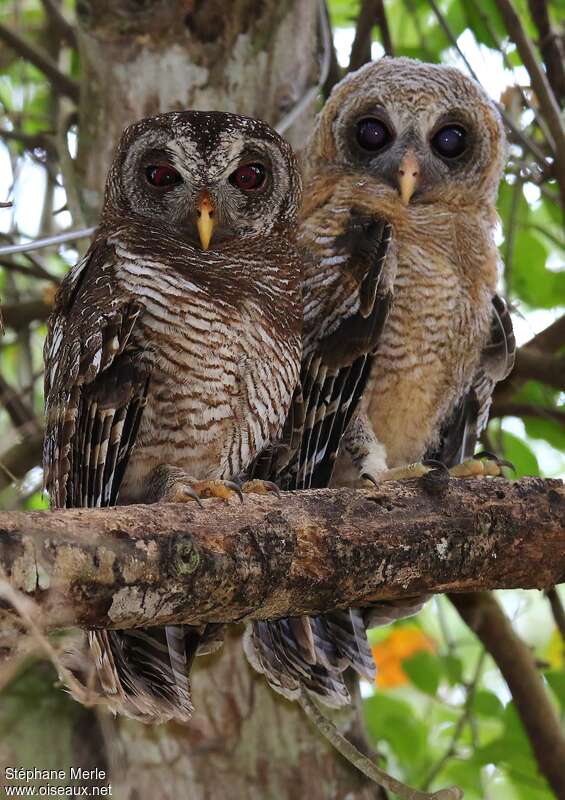 African Wood Owl, Reproduction-nesting