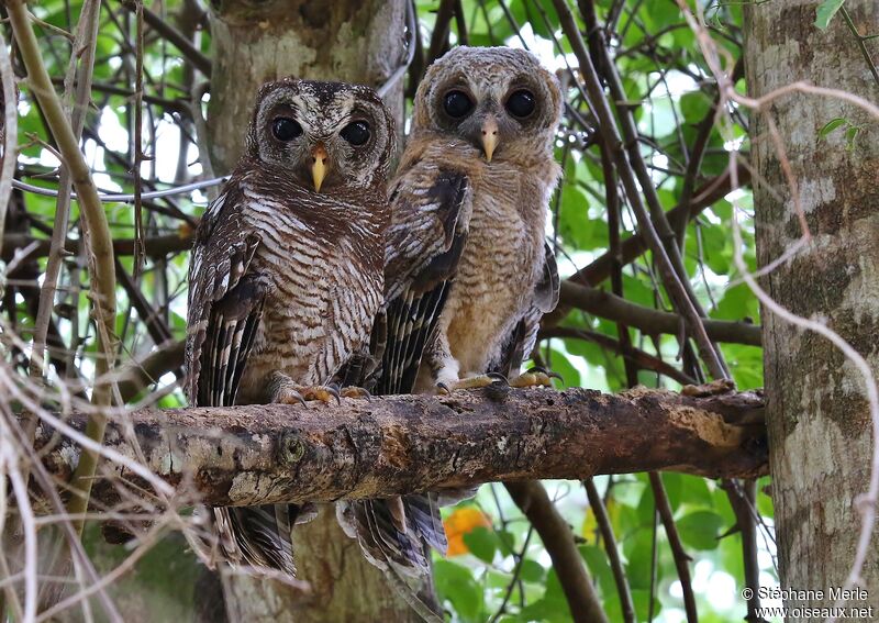 African Wood Owl