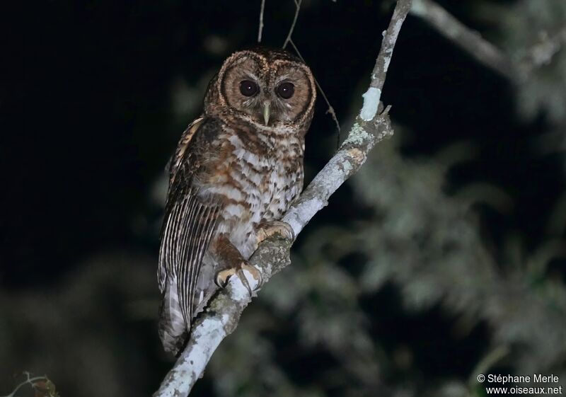 Rusty-barred Owladult