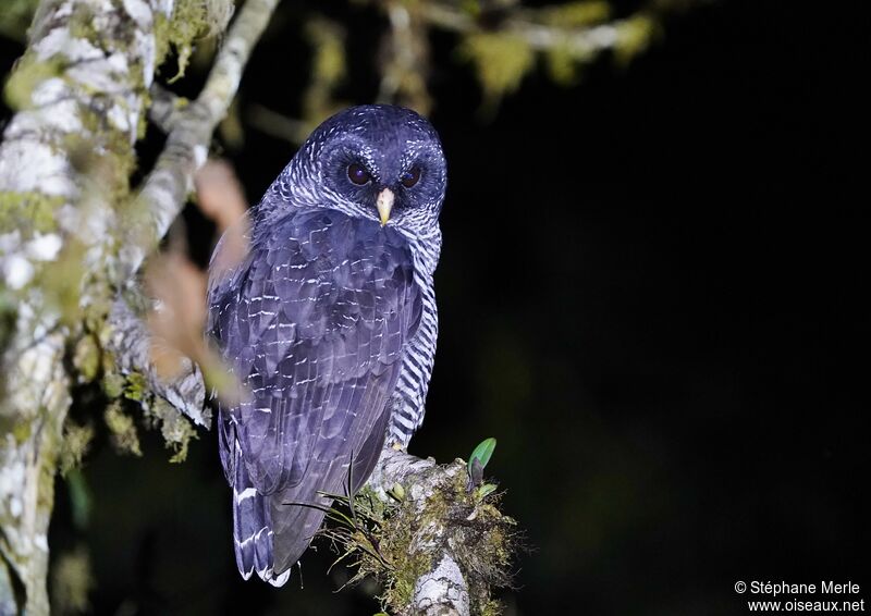 Black-banded Owladult