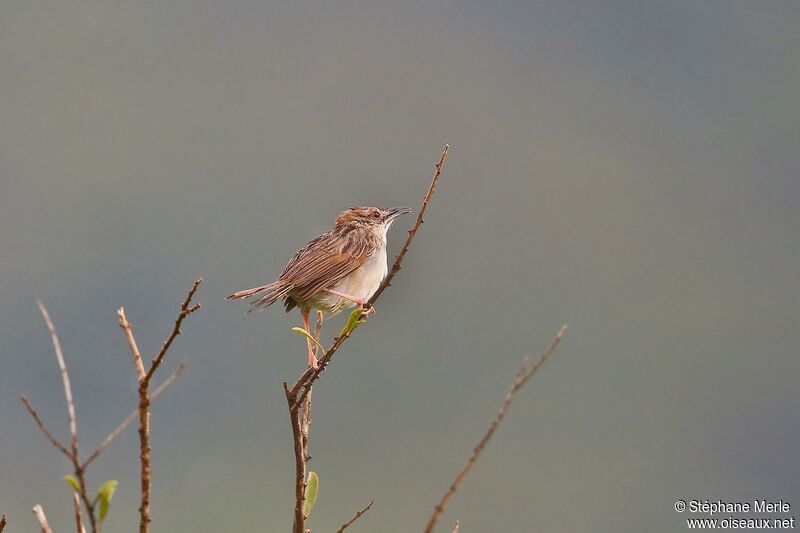 Rattling Cisticola