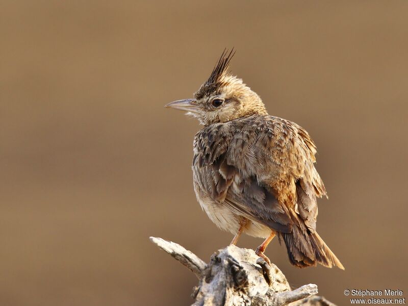 Cochevis huppéadulte