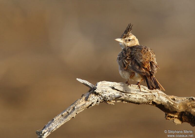 Crested Larkadult