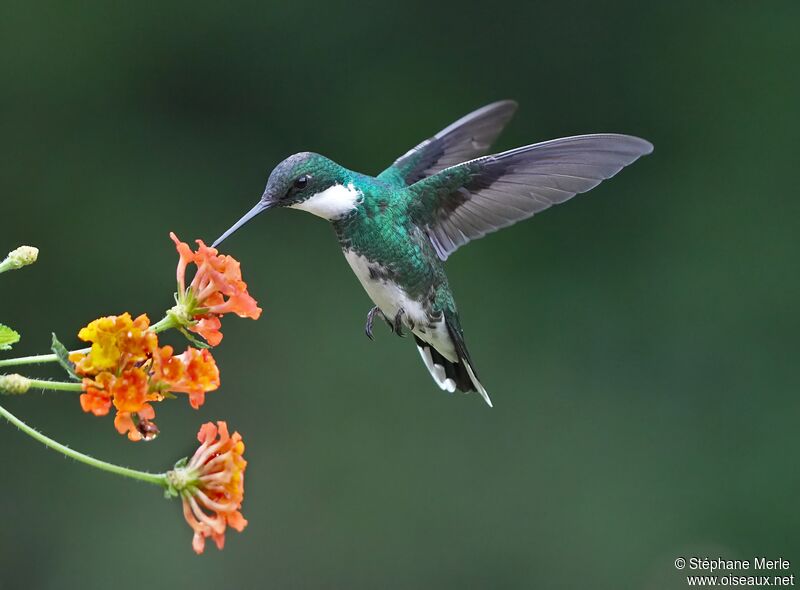 White-throated Hummingbirdadult