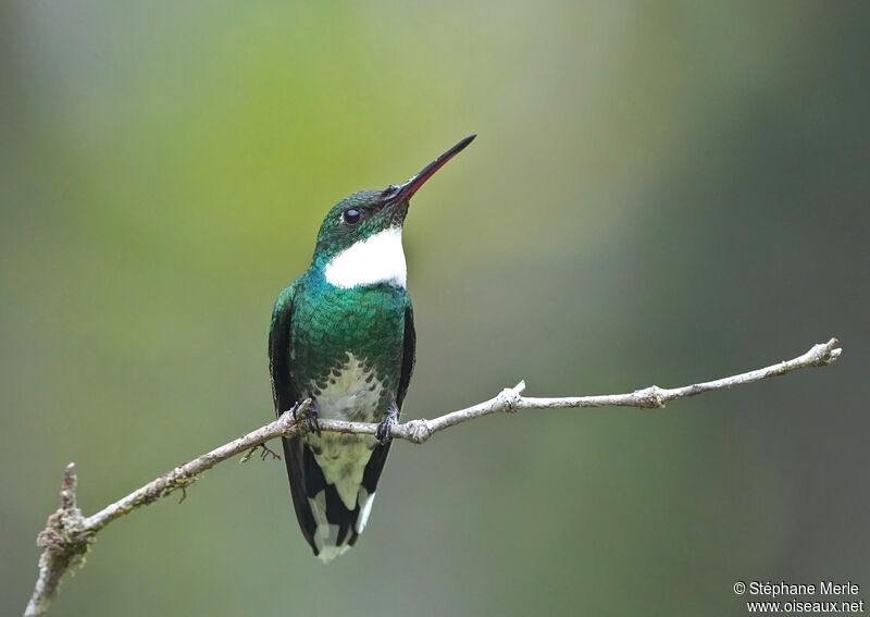 Colibri à gorge blancheadulte