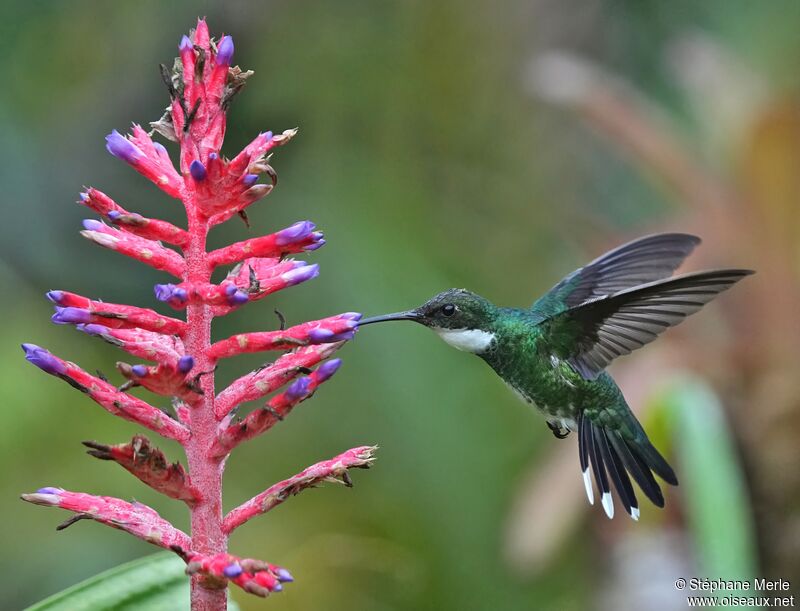 Colibri à gorge blancheadulte