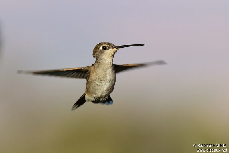 Black-chinned Hummingbird female