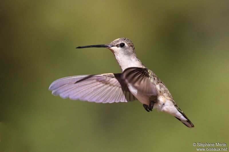 Black-chinned Hummingbird female