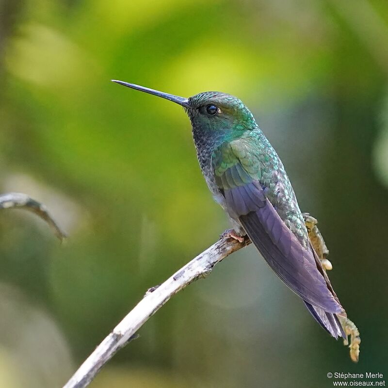 Green-backed Hillstaradult