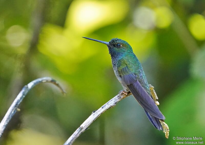 Green-backed Hillstaradult