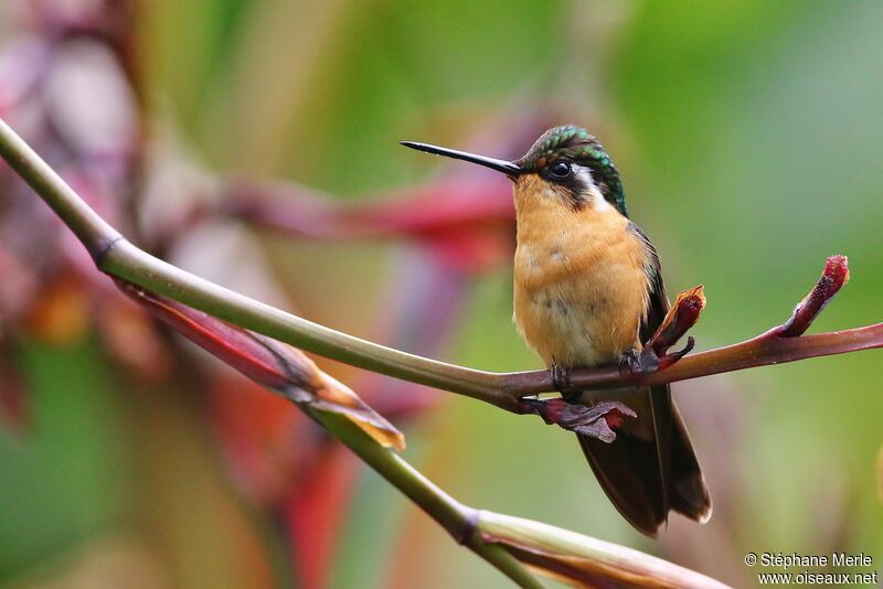 Grey-tailed Mountaingem female adult