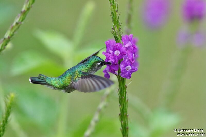 Colibri à tête violetteadulte