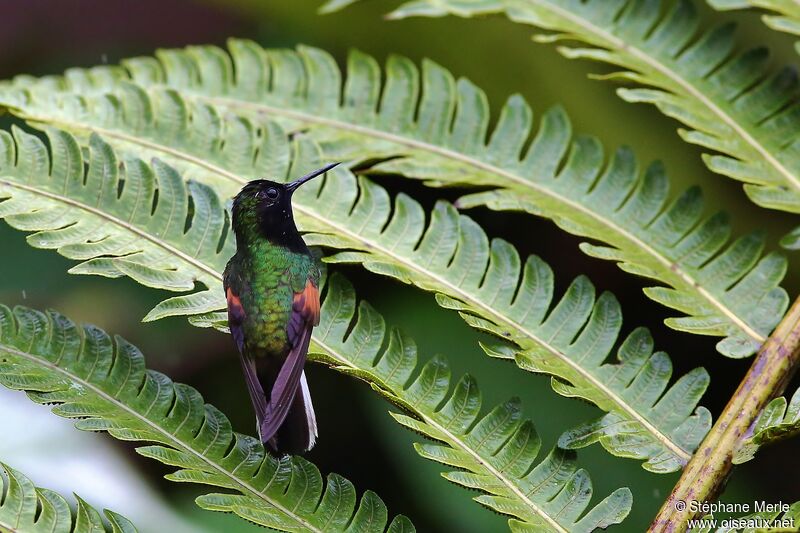 Colibri à ventre noir mâle adulte