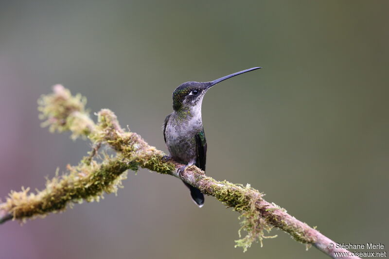 Colibri admirable femelle