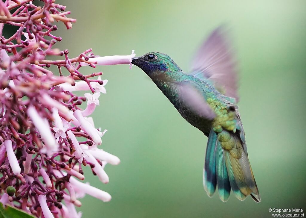 Colibri d'Anaïs