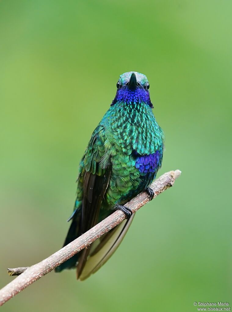 Colibri d'Anaïs