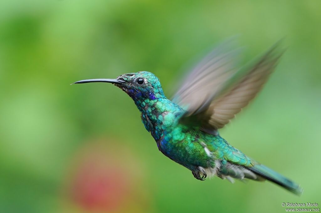 Colibri d'Anaïs