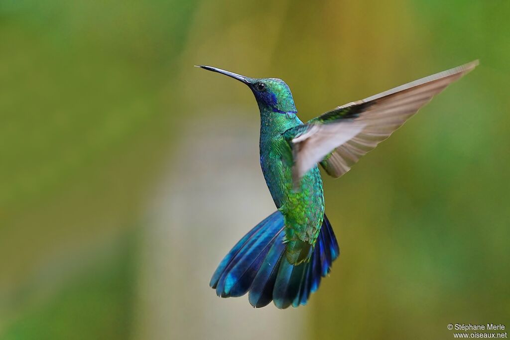 Colibri d'Anaïs