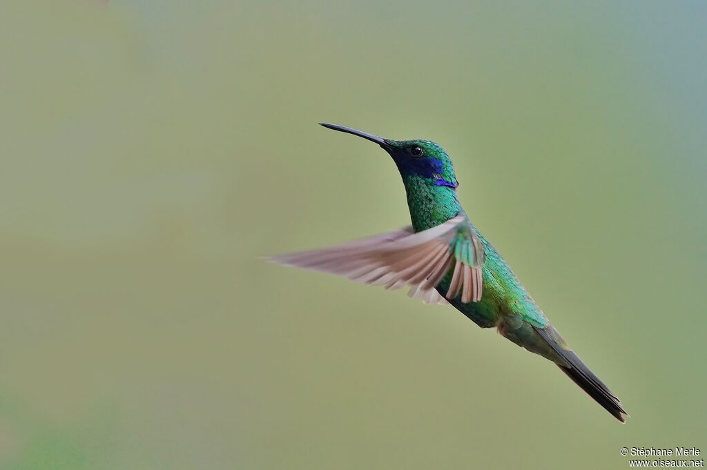 Colibri d'Anaïs
