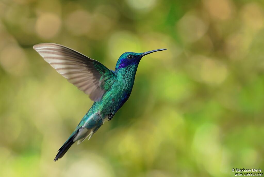 Colibri d'Anaïs